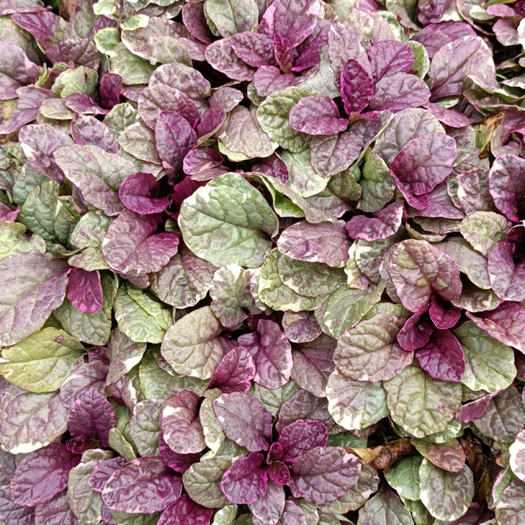 Ajuga reptans Burgundy Glow - Bugola