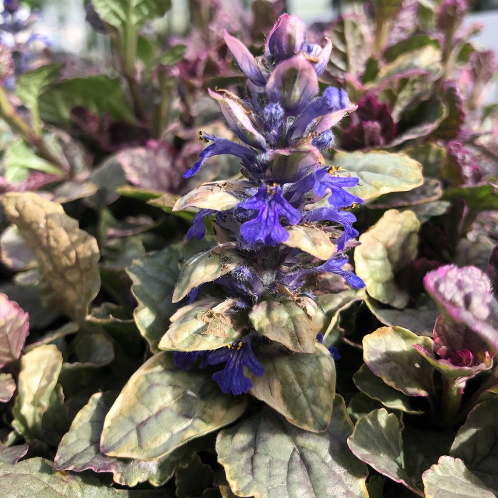 Ajuga reptans Burgundy Glow - Bugola