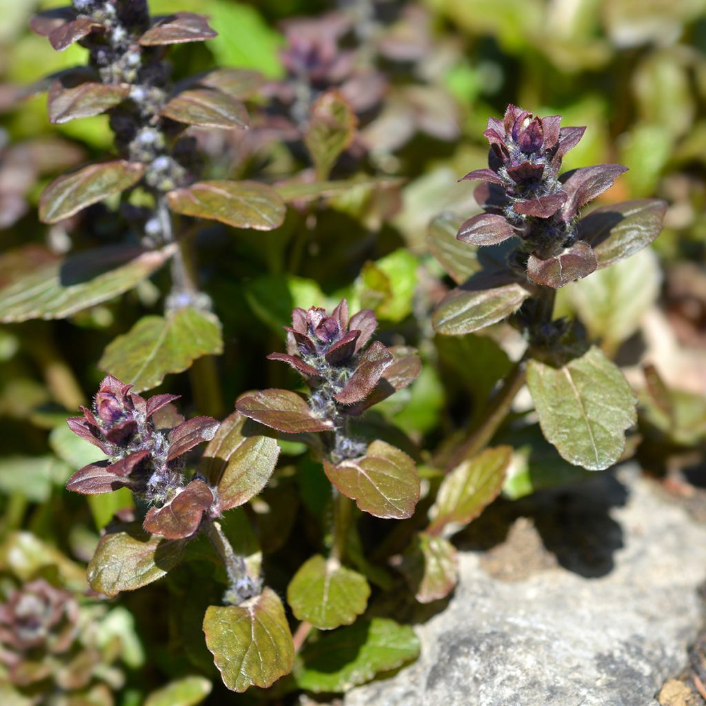 Ajuga reptans Multicolor - Bugola