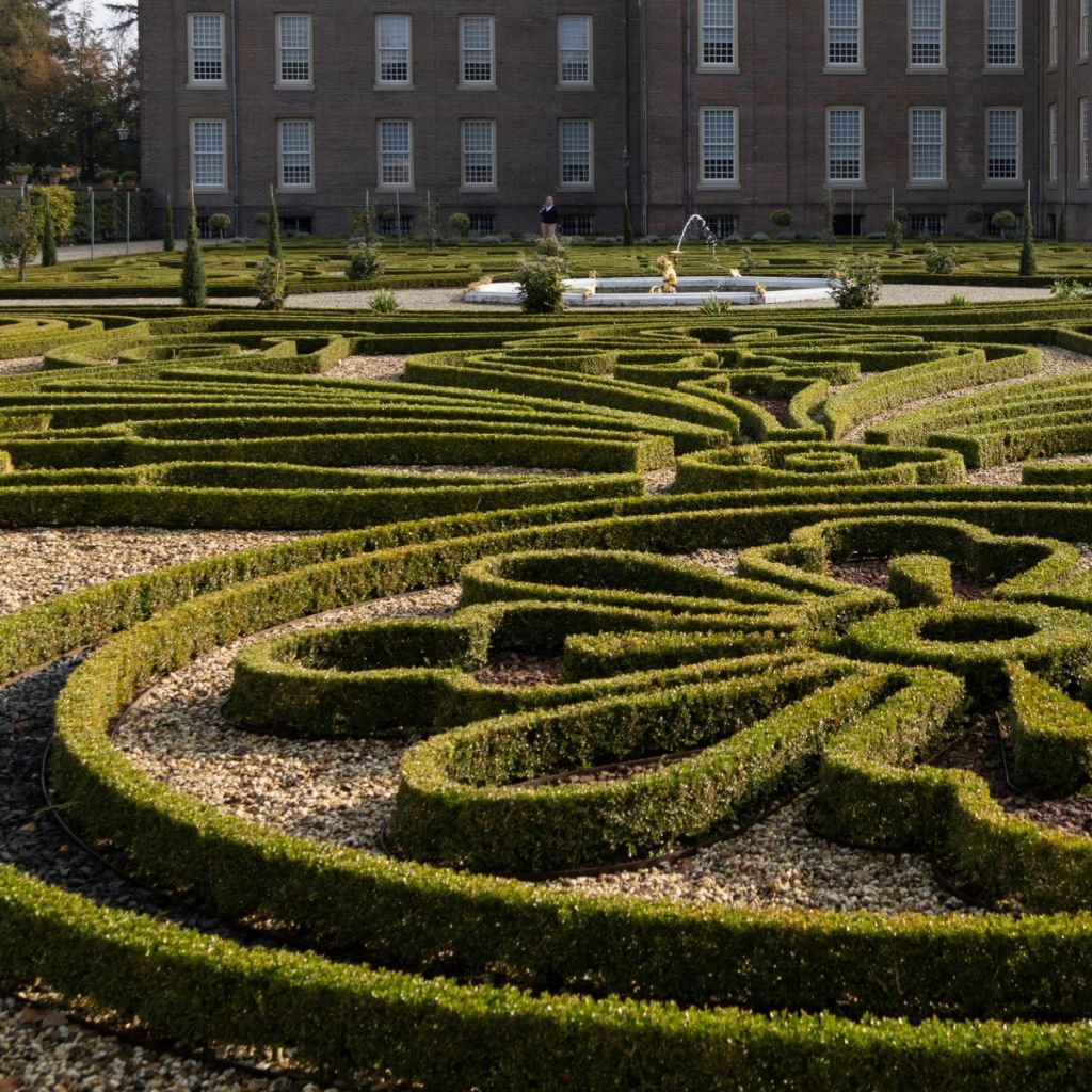 Buis - Buxus Betterbuxus Babylon Beauty