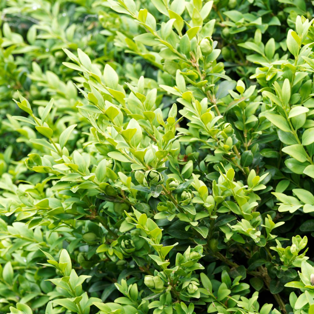 Buxus sempervirens Suffruticosa - Bosso