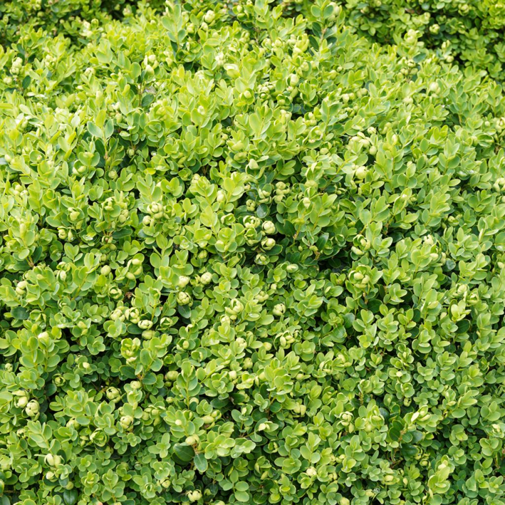 Buxus sempervirens Suffruticosa - Bosso