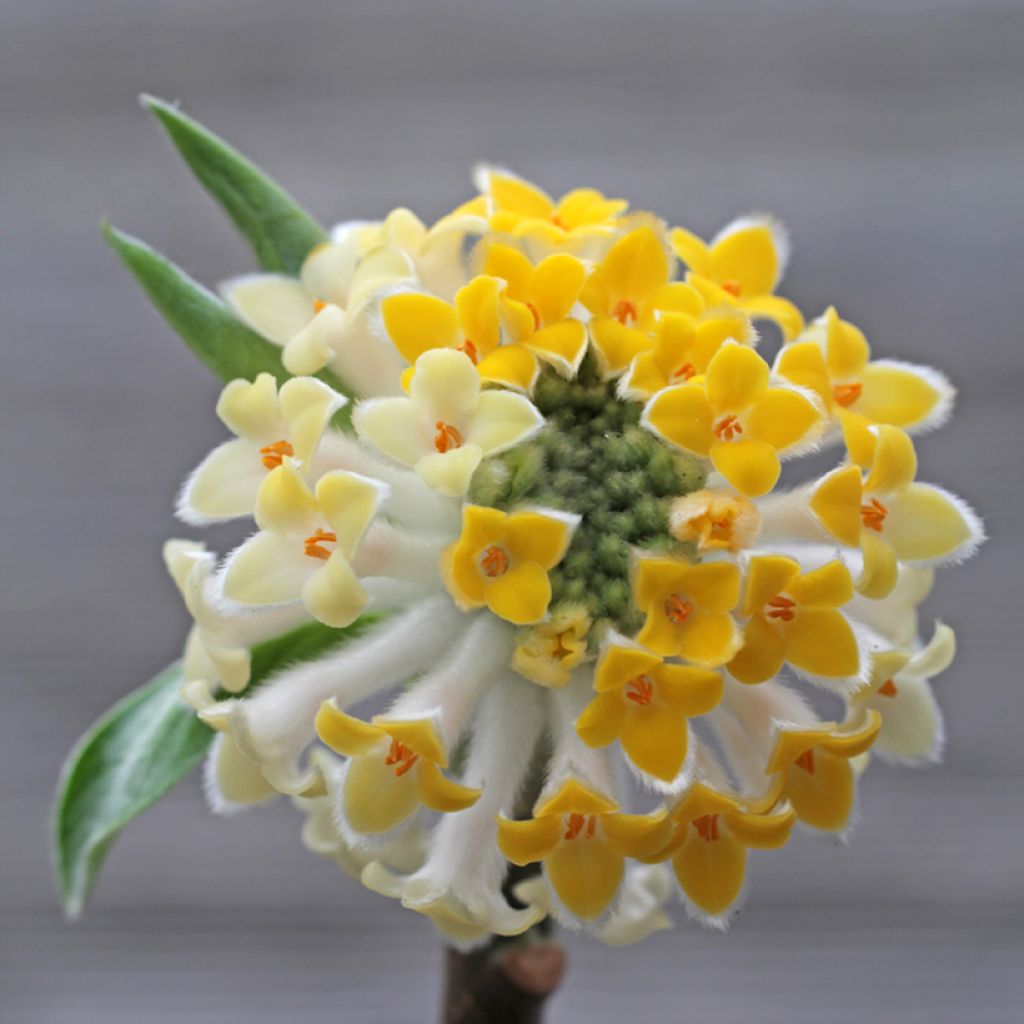 Edgeworthia chrysantha Winter Liebe - Bastone di san Giuseppe