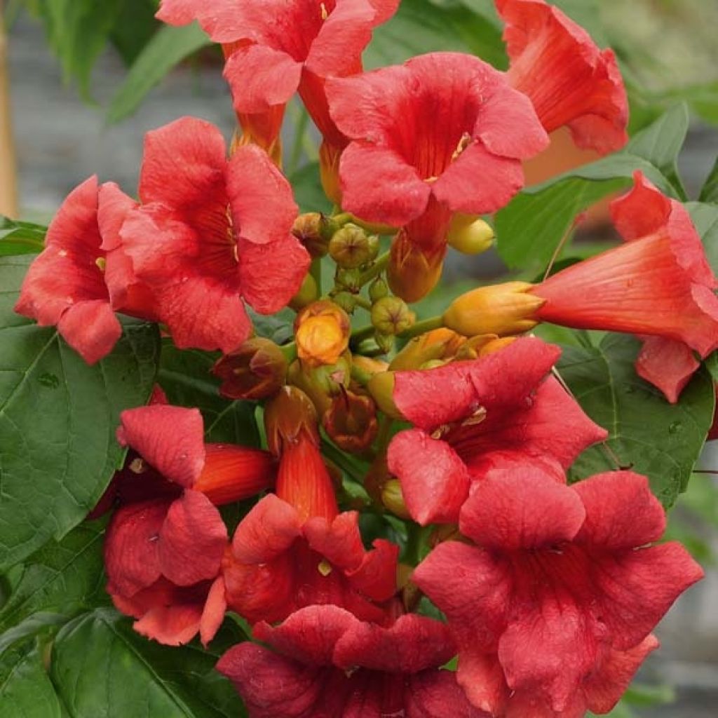 Campsis radicans Stromboli - Bignonia