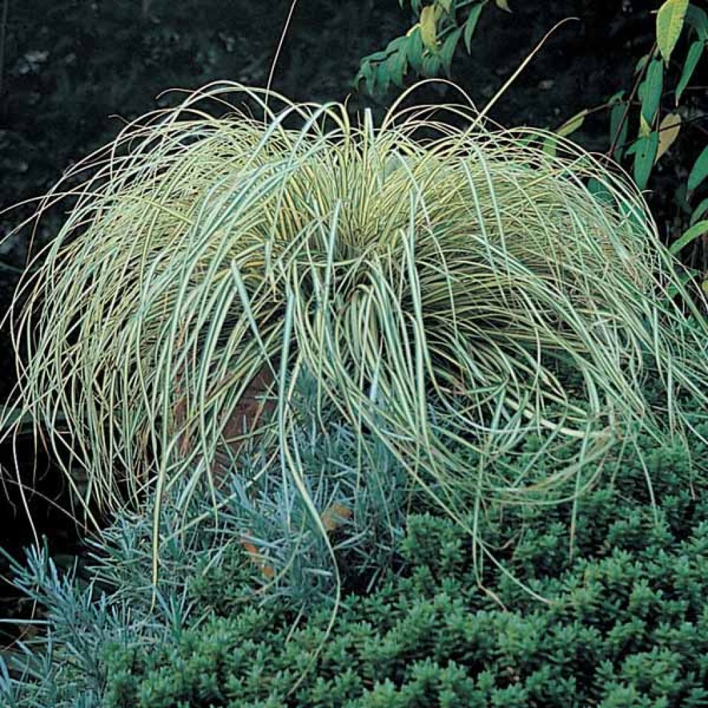 Carex oshimensis Evergold - Carice giapponese