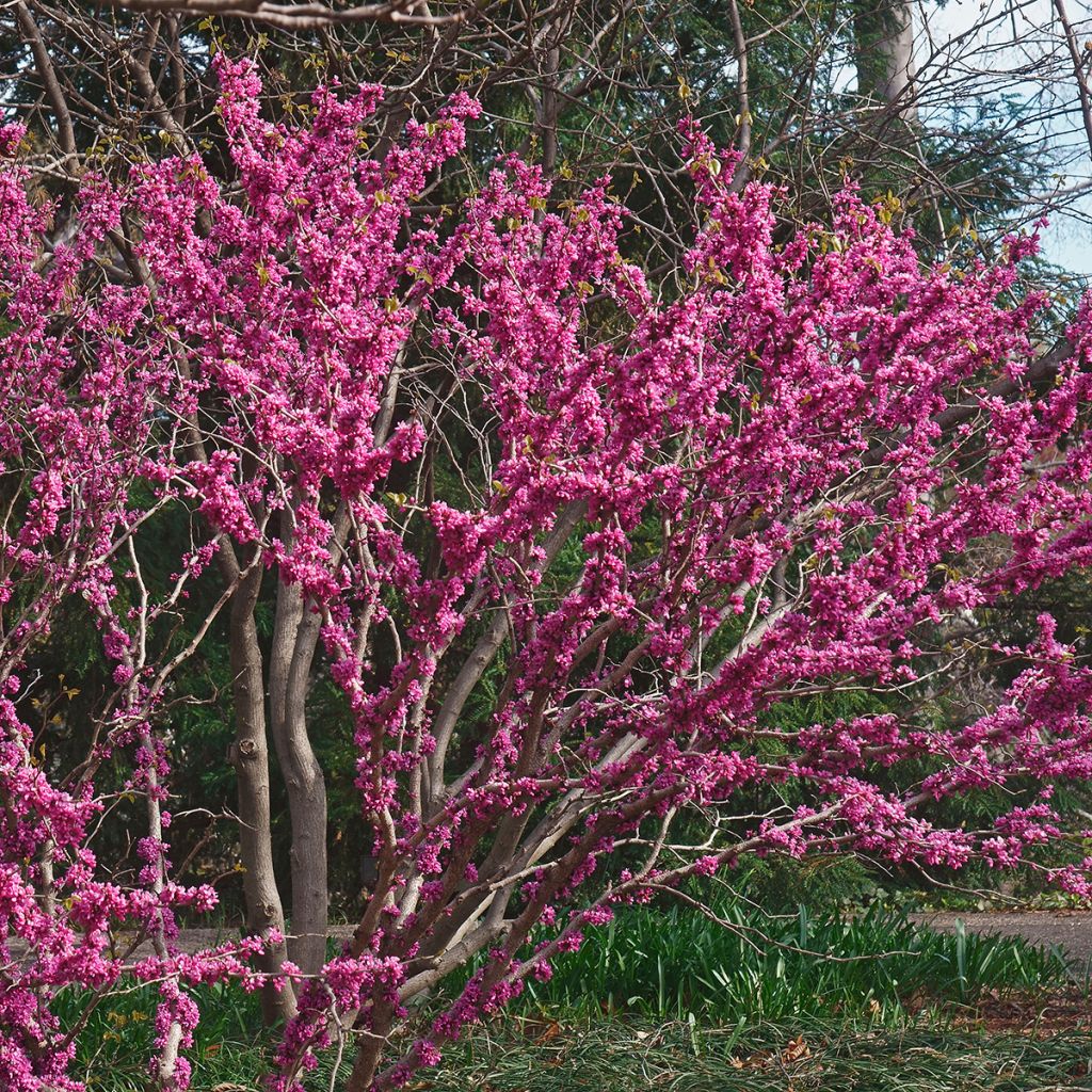 Cercis chinensis Don Egolf - Albero di Giuda cinese