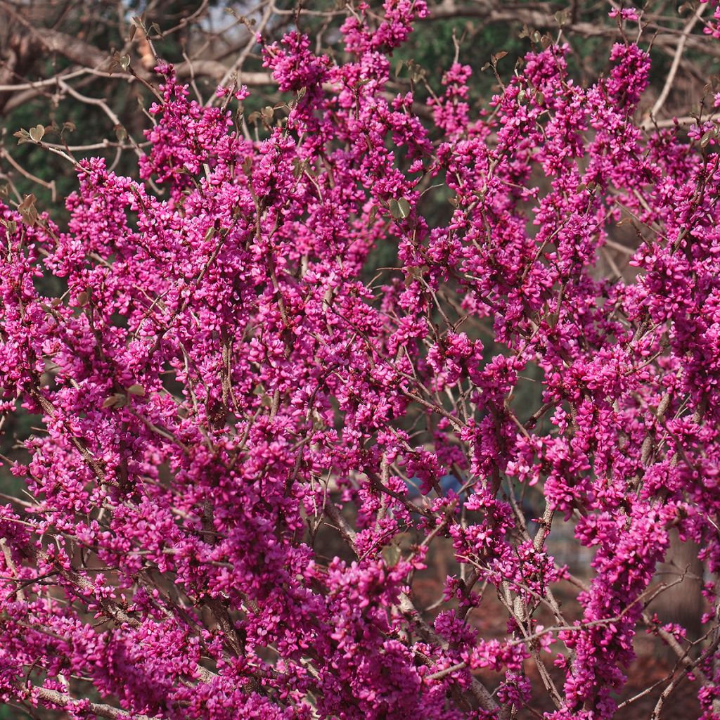 Cercis chinensis Don Egolf - Albero di Giuda cinese