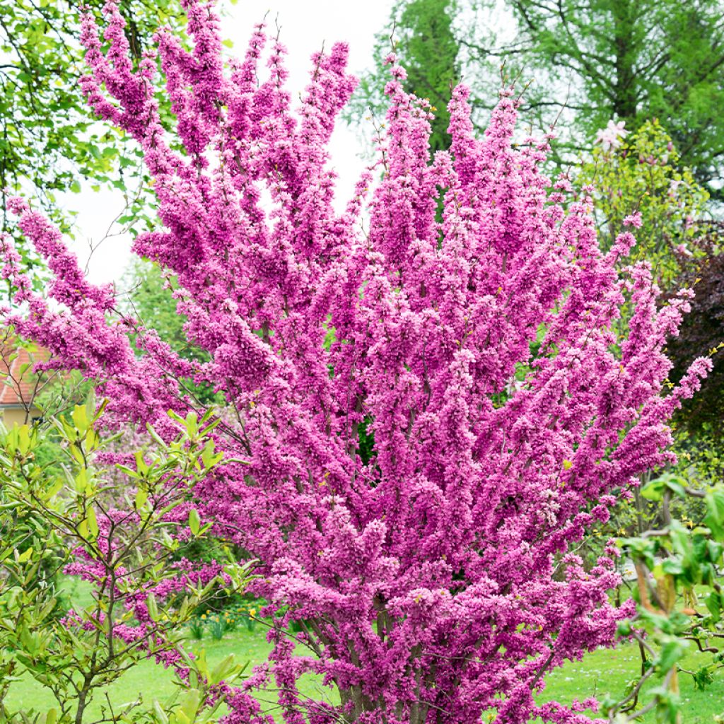 Cercis chinensis Kay's Early Hope - Albero di Giuda cinese