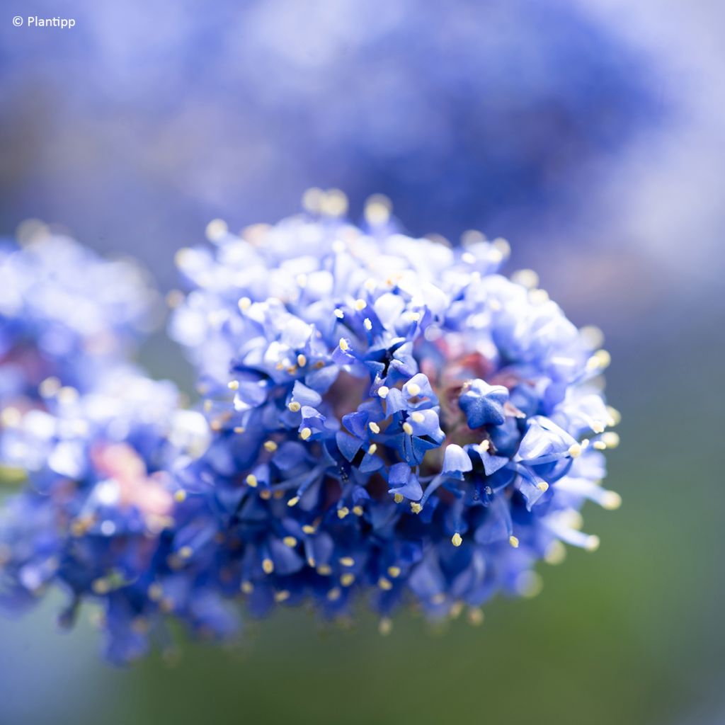 Céanothe Pacific Wave