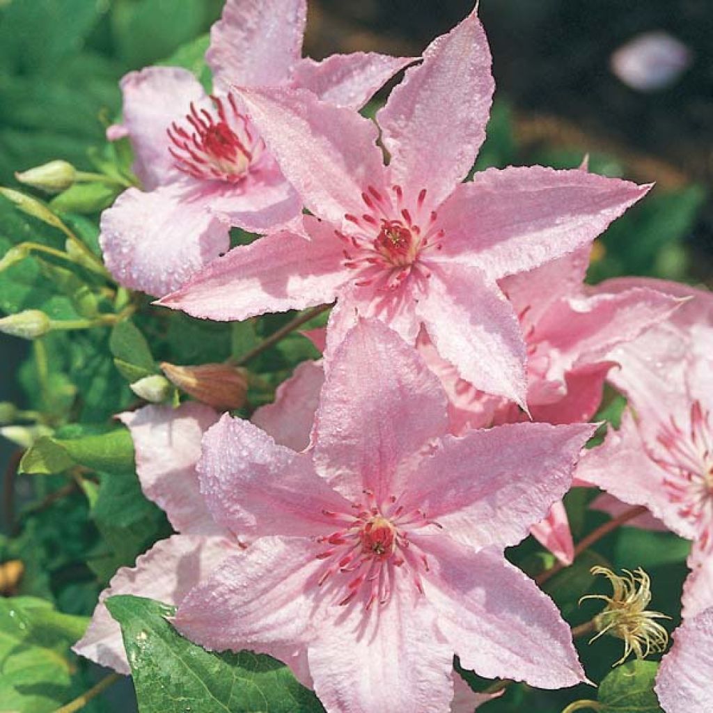 Clematis Hagley hybride - Clematide