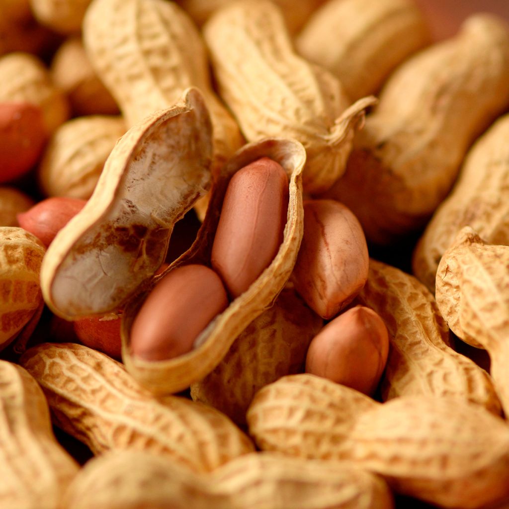 Arachis hypogaea - Arachide