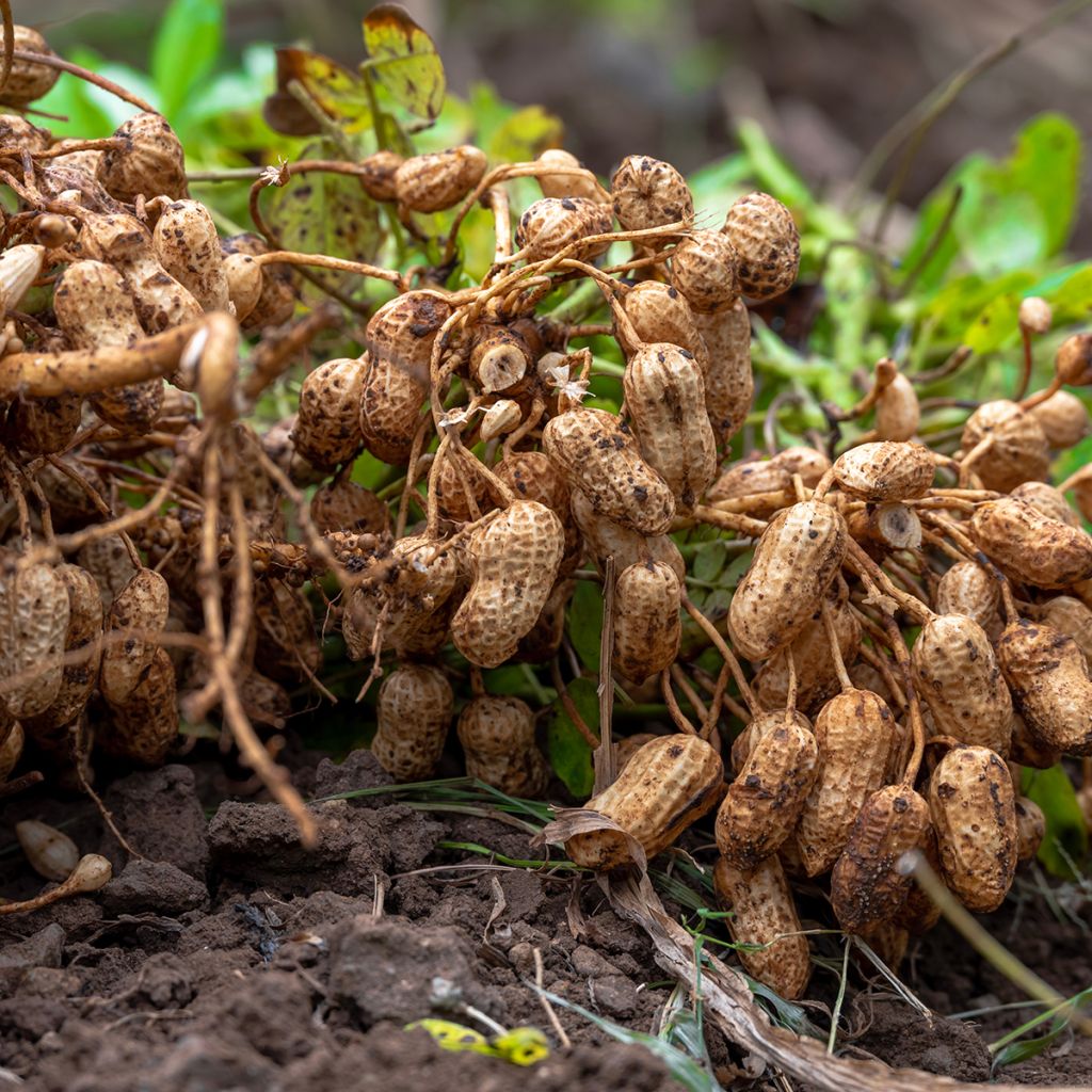 Arachis hypogaea - Arachide
