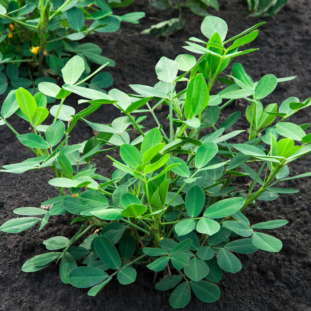 Arachis hypogaea - Arachide