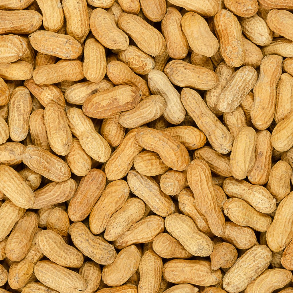 Arachis hypogaea - Arachide