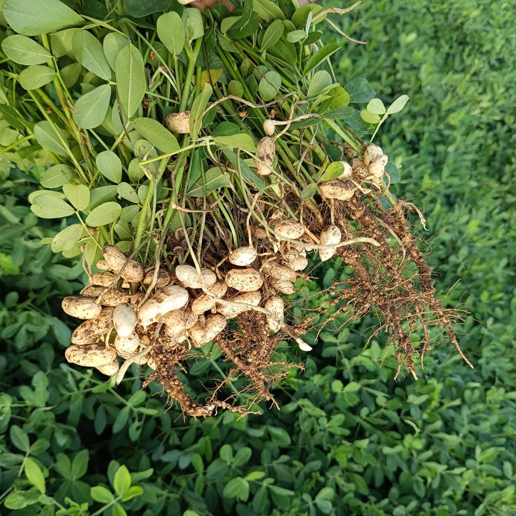 Arachis hypogaea - Arachide