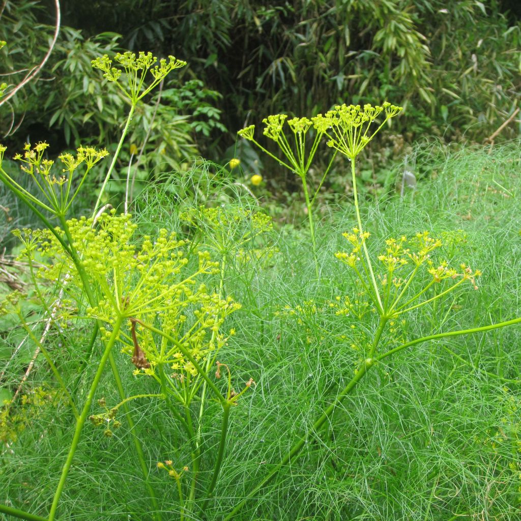 Cachrys alpina - Amarinthe