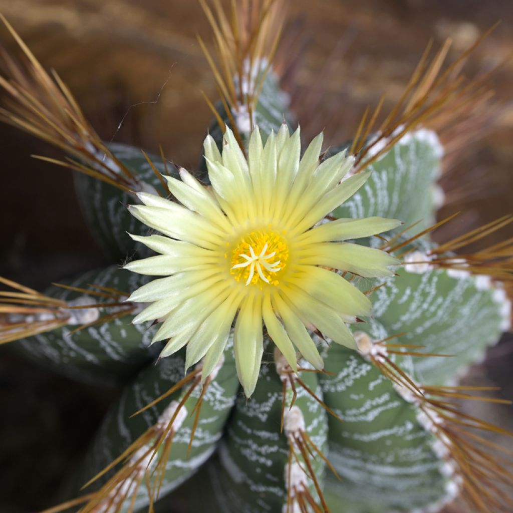 Cactus - Astrophytum ornatum