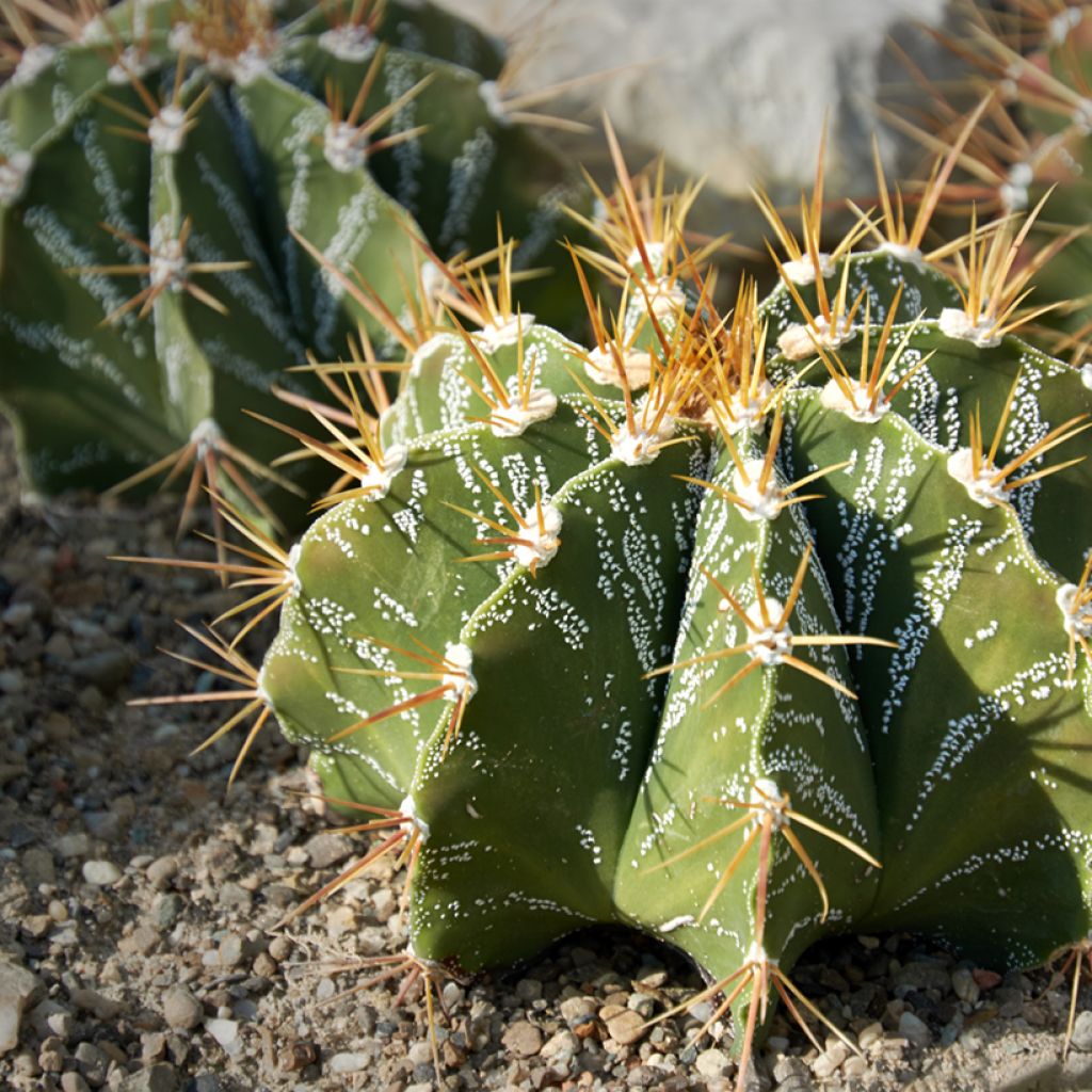 Cactus - Astrophytum ornatum