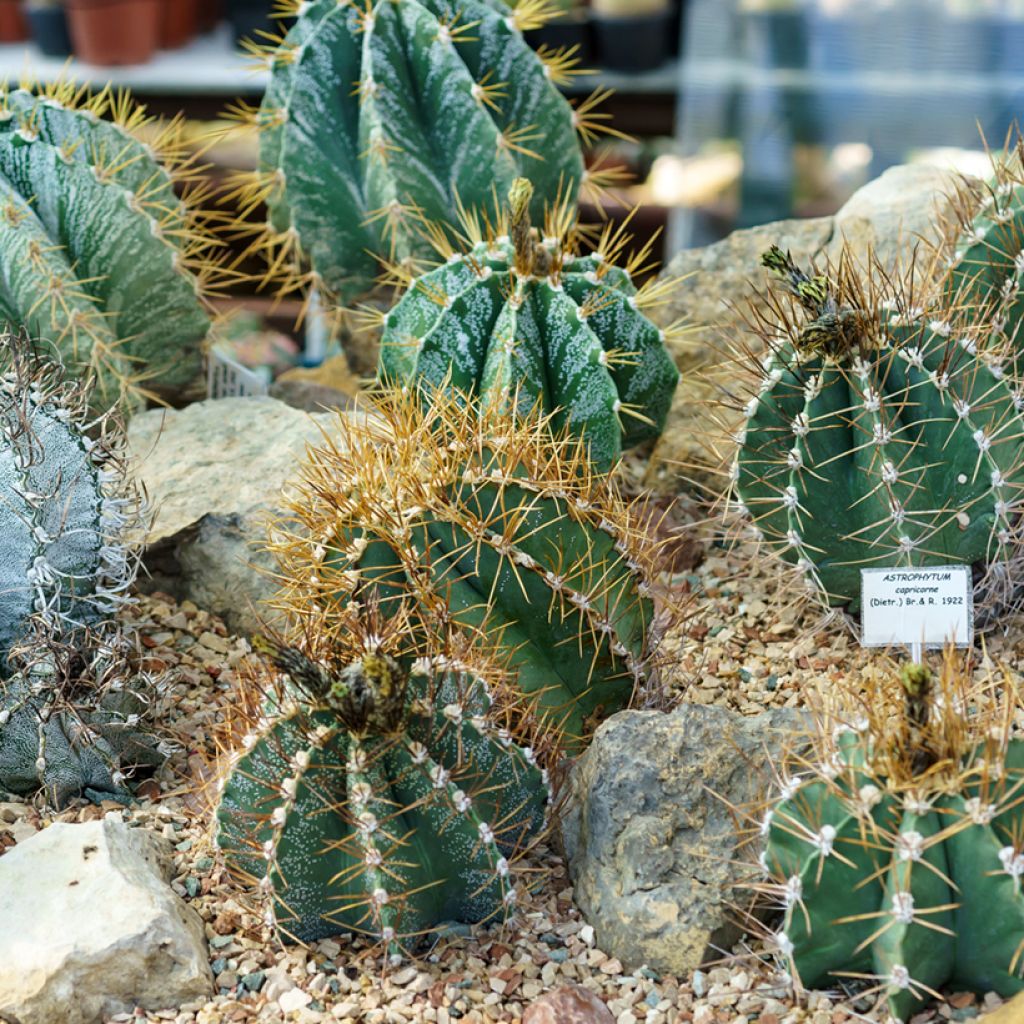 Cactus - Astrophytum ornatum