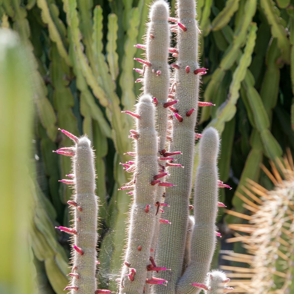 Cleistocactus strausii - Cactus