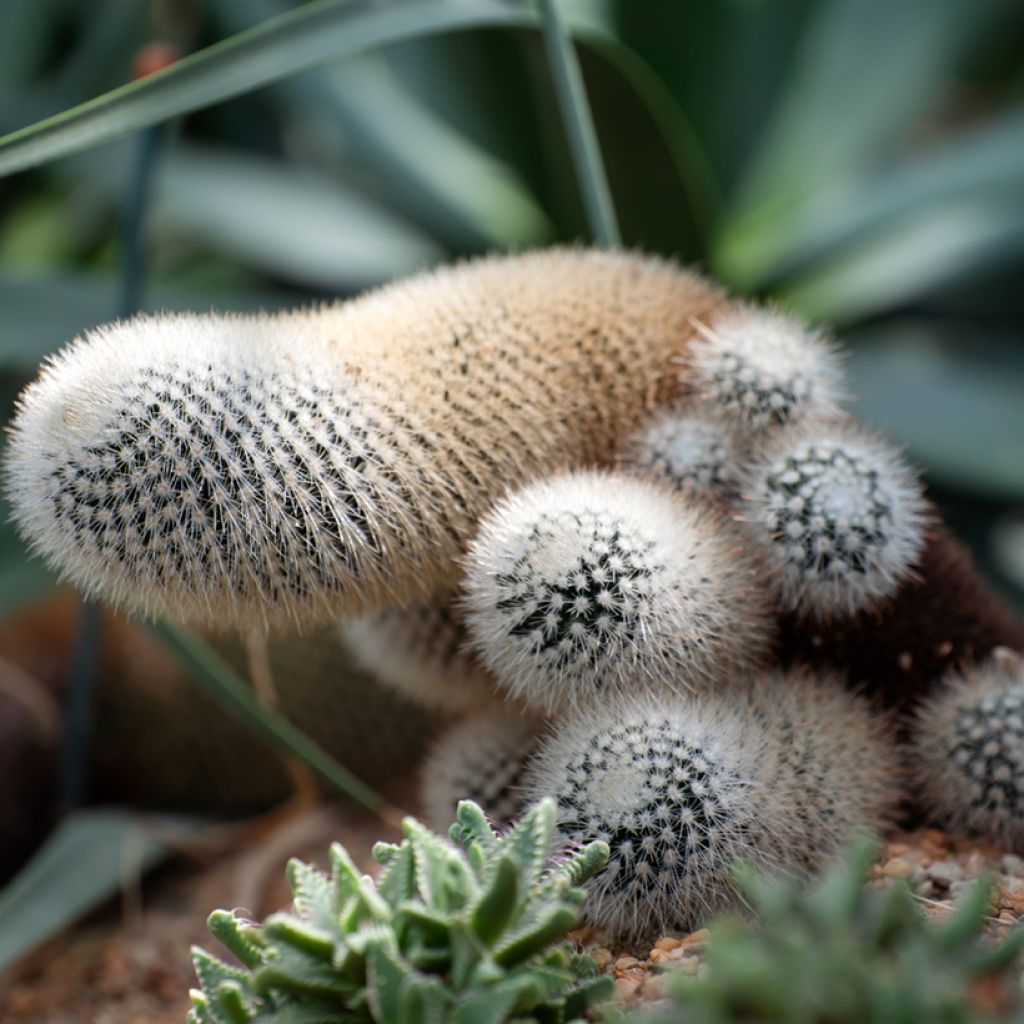 Cleistocactus strausii - Cactus