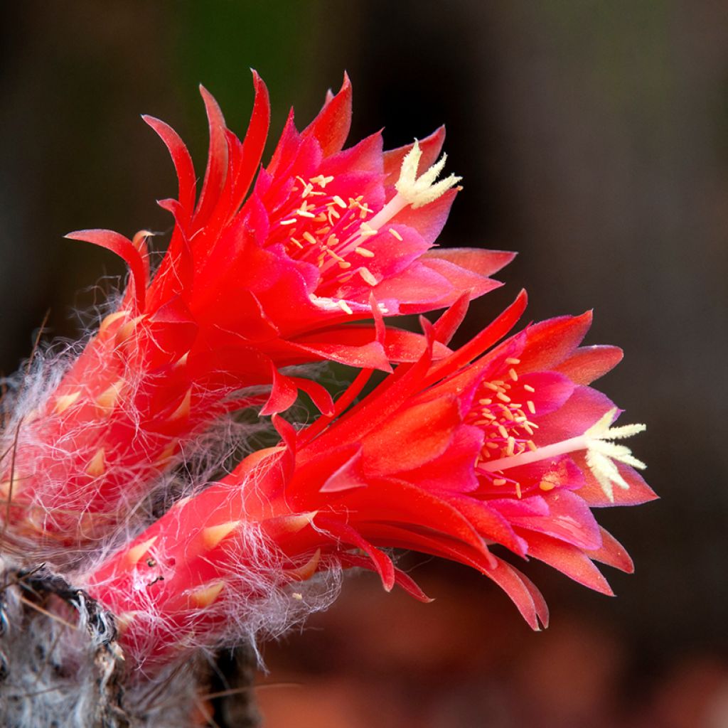 Cleistocactus strausii - Cactus