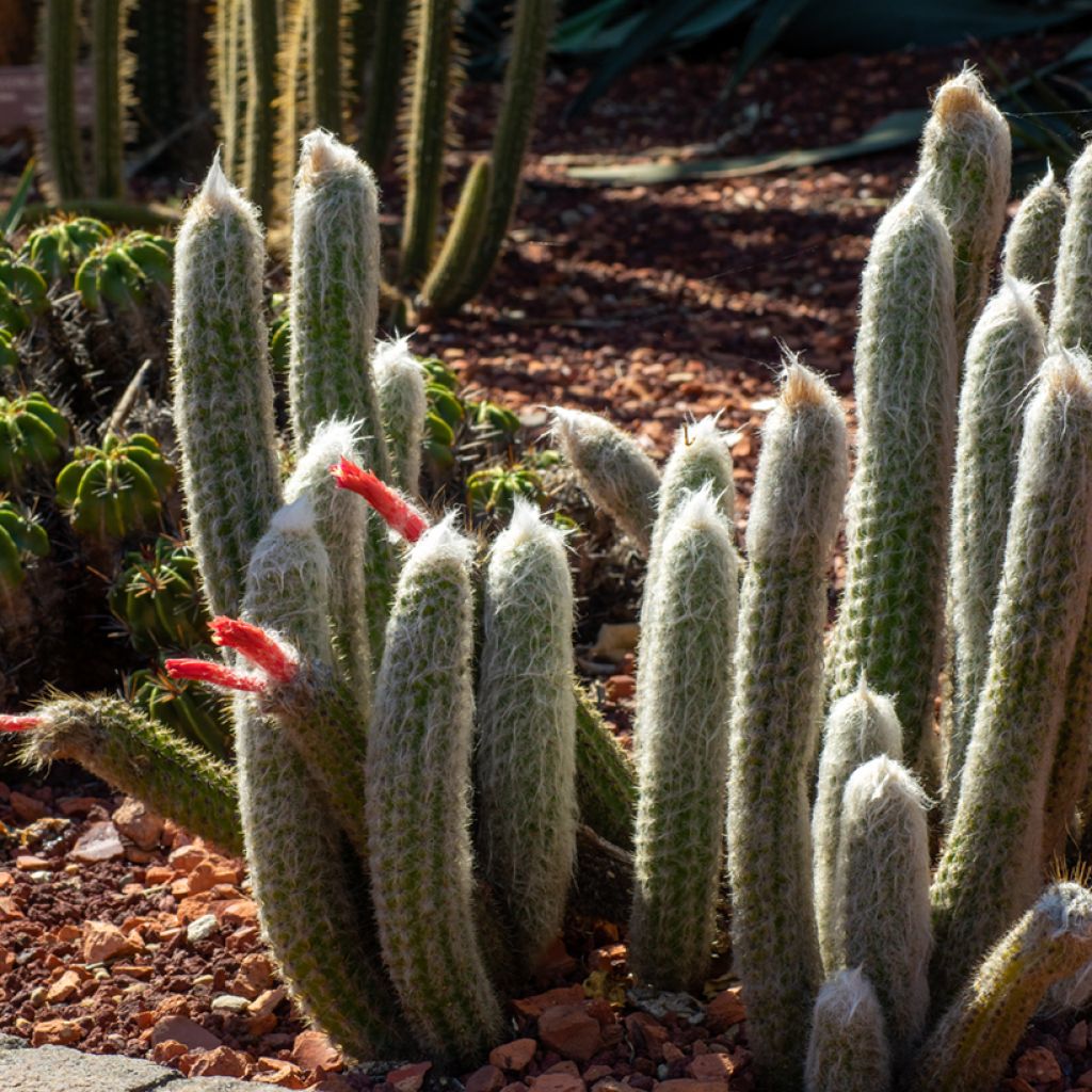 Cleistocactus strausii - Cactus