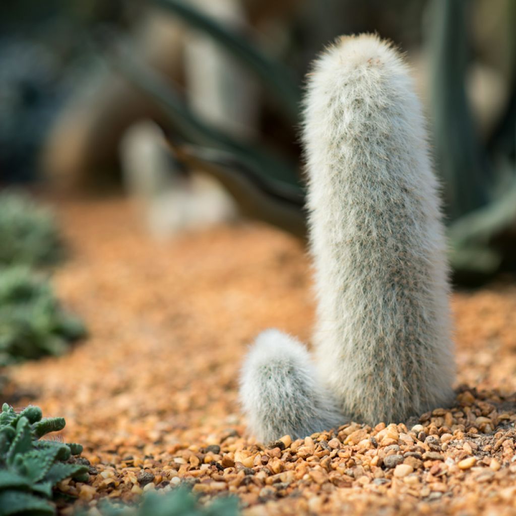 Cleistocactus strausii - Cactus