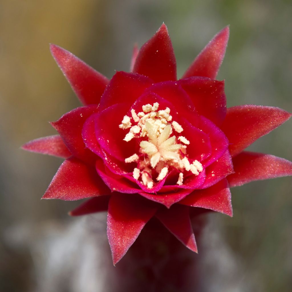 Cleistocactus strausii - Cactus