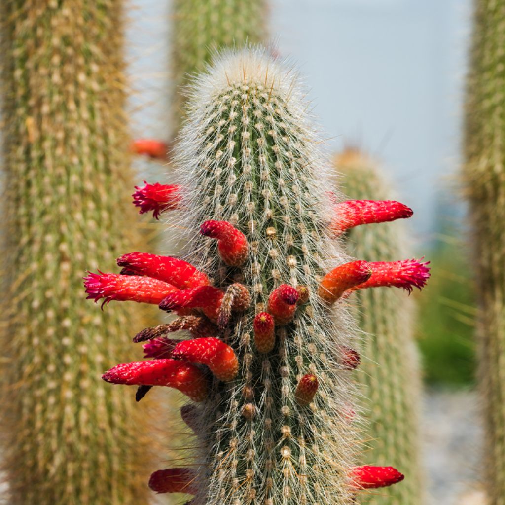 Cleistocactus strausii - Cactus