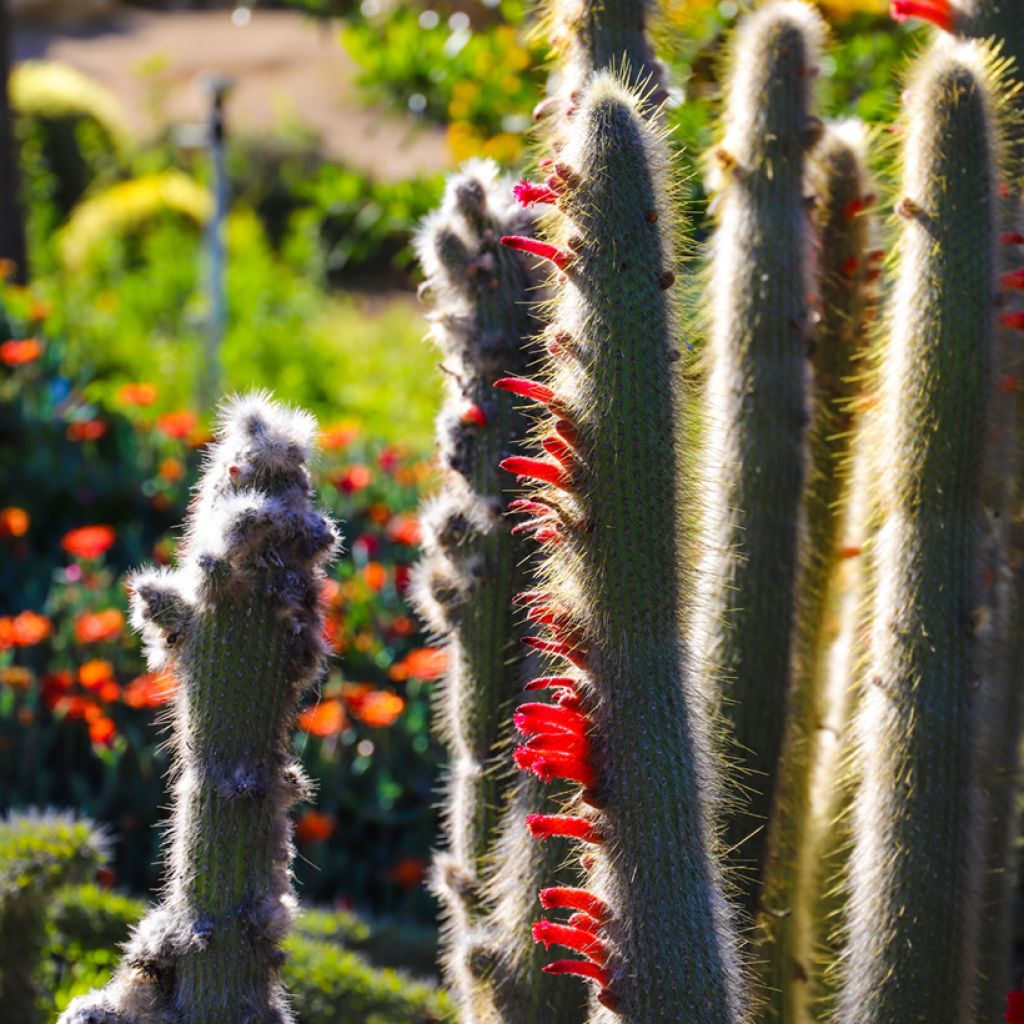 Cleistocactus strausii - Cactus