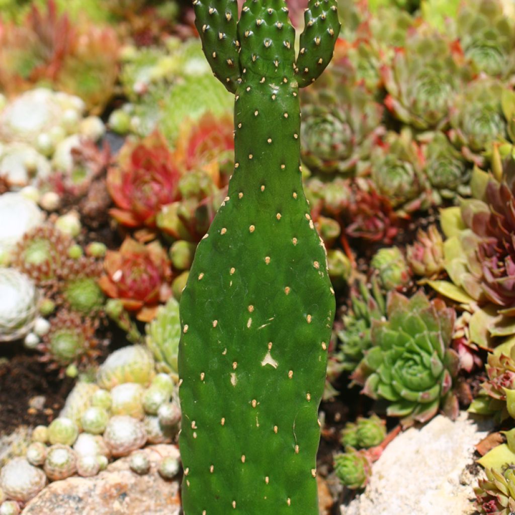 Cactus - Consolea rubescens