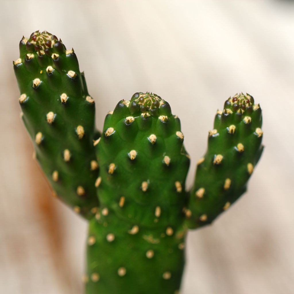 Cactus - Consolea rubescens