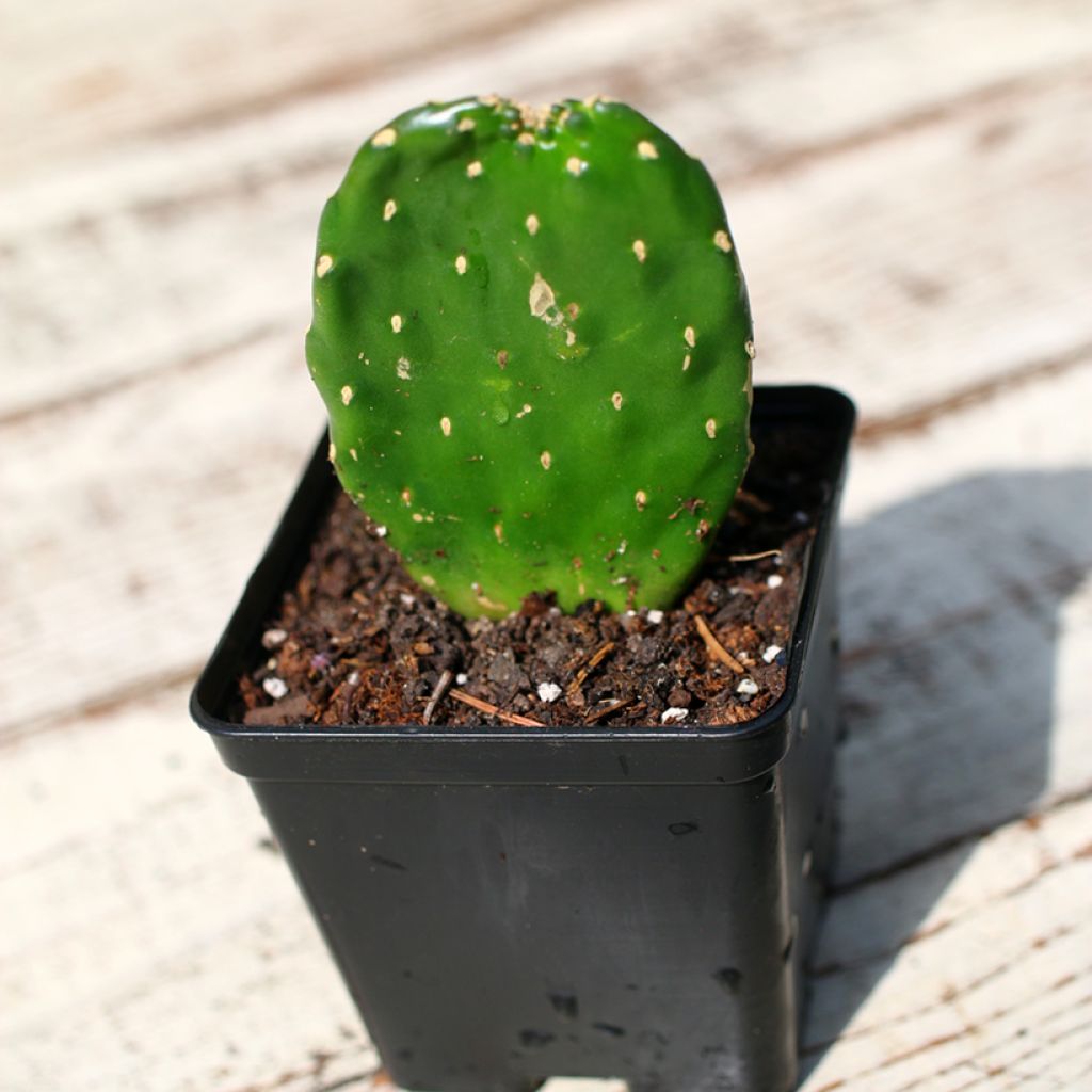 Cactus - Consolea rubescens