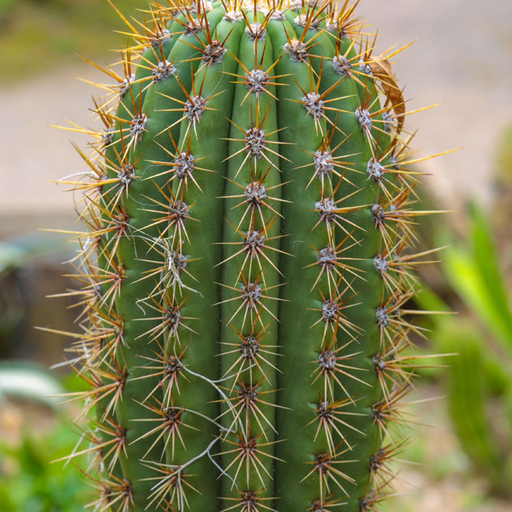 Echinopsis pasacana - Cactus