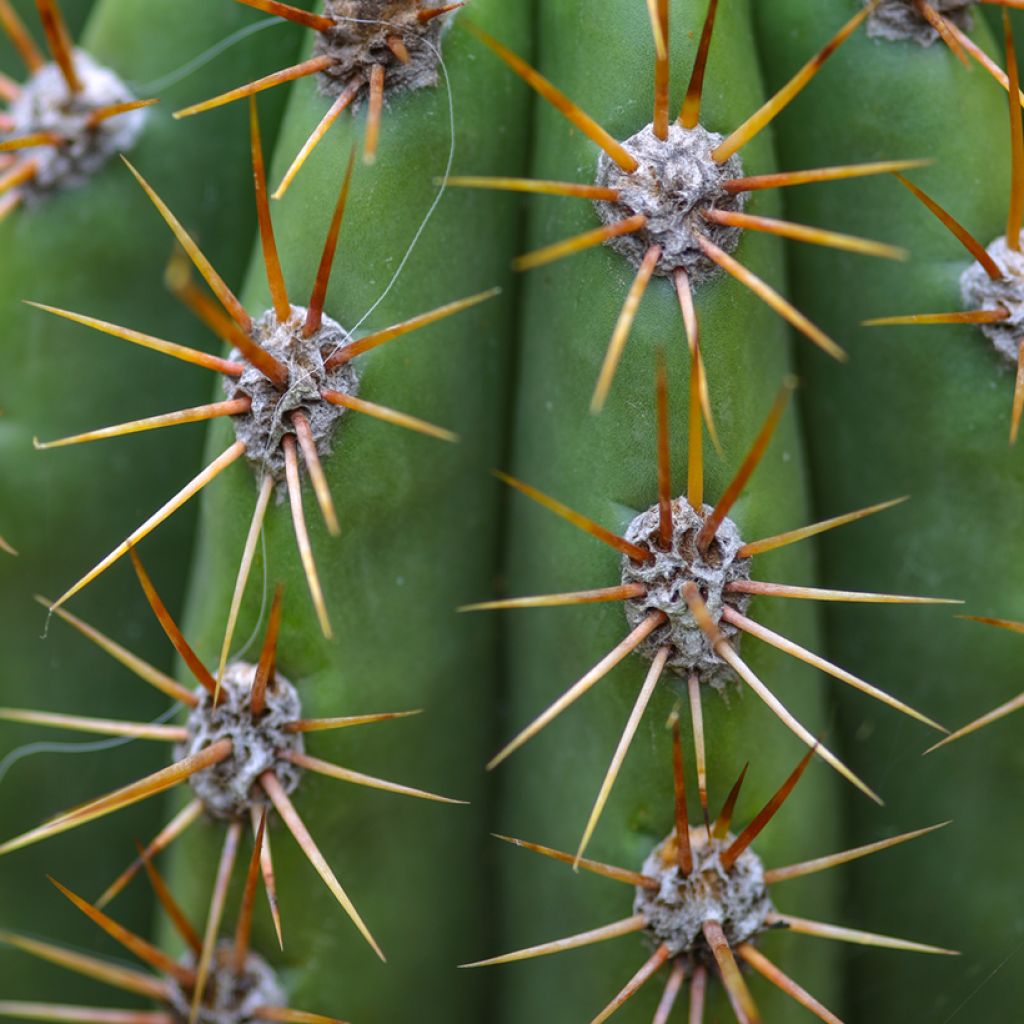 Echinopsis pasacana - Cactus