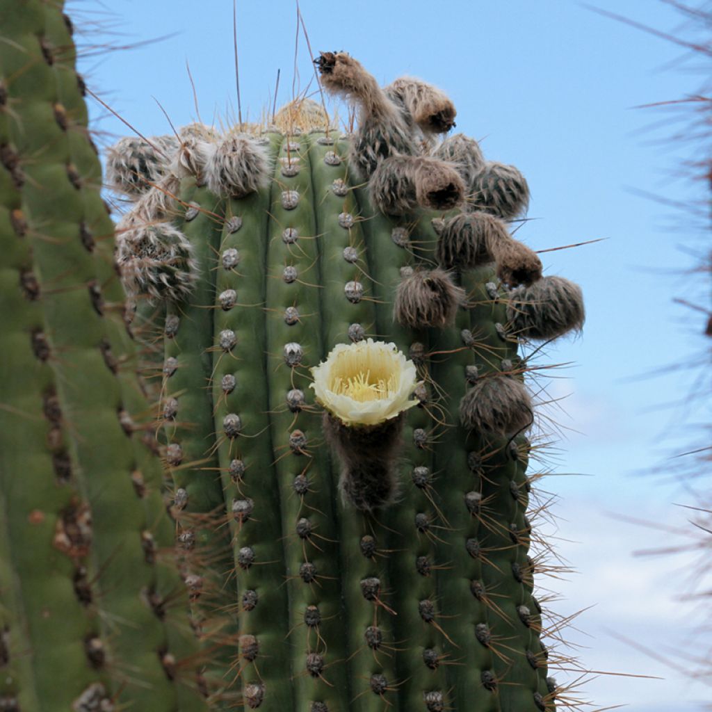 Echinopsis pasacana - Cactus
