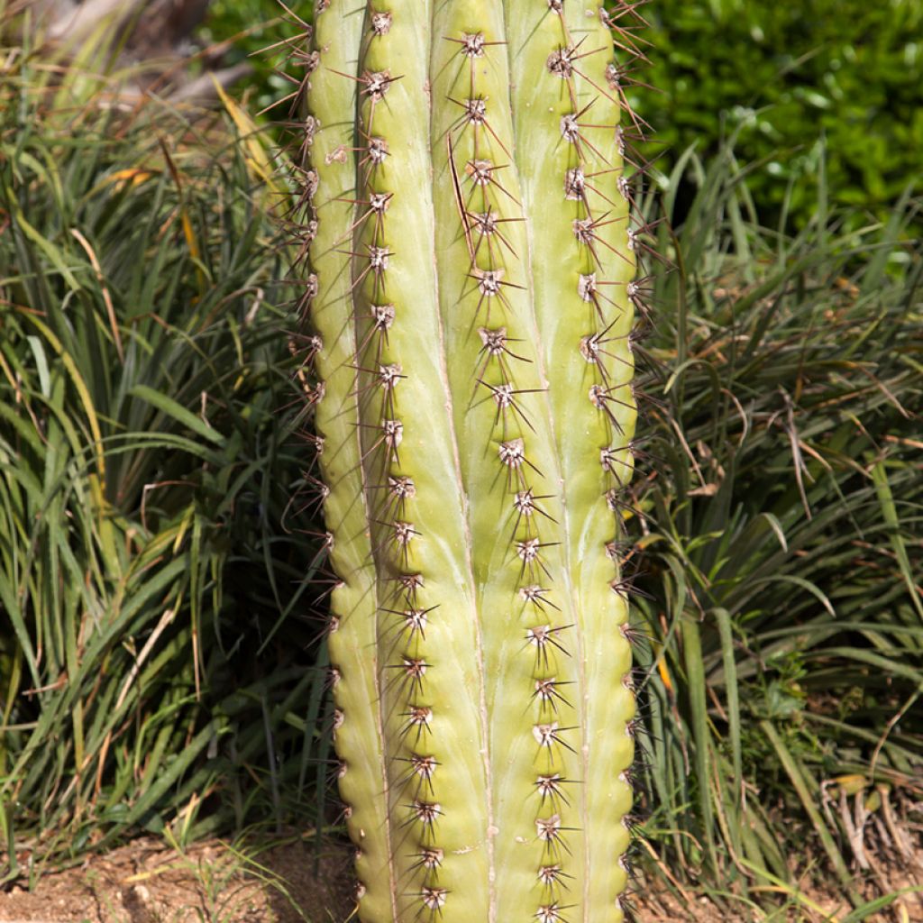 Echinopsis pasacana - Cactus