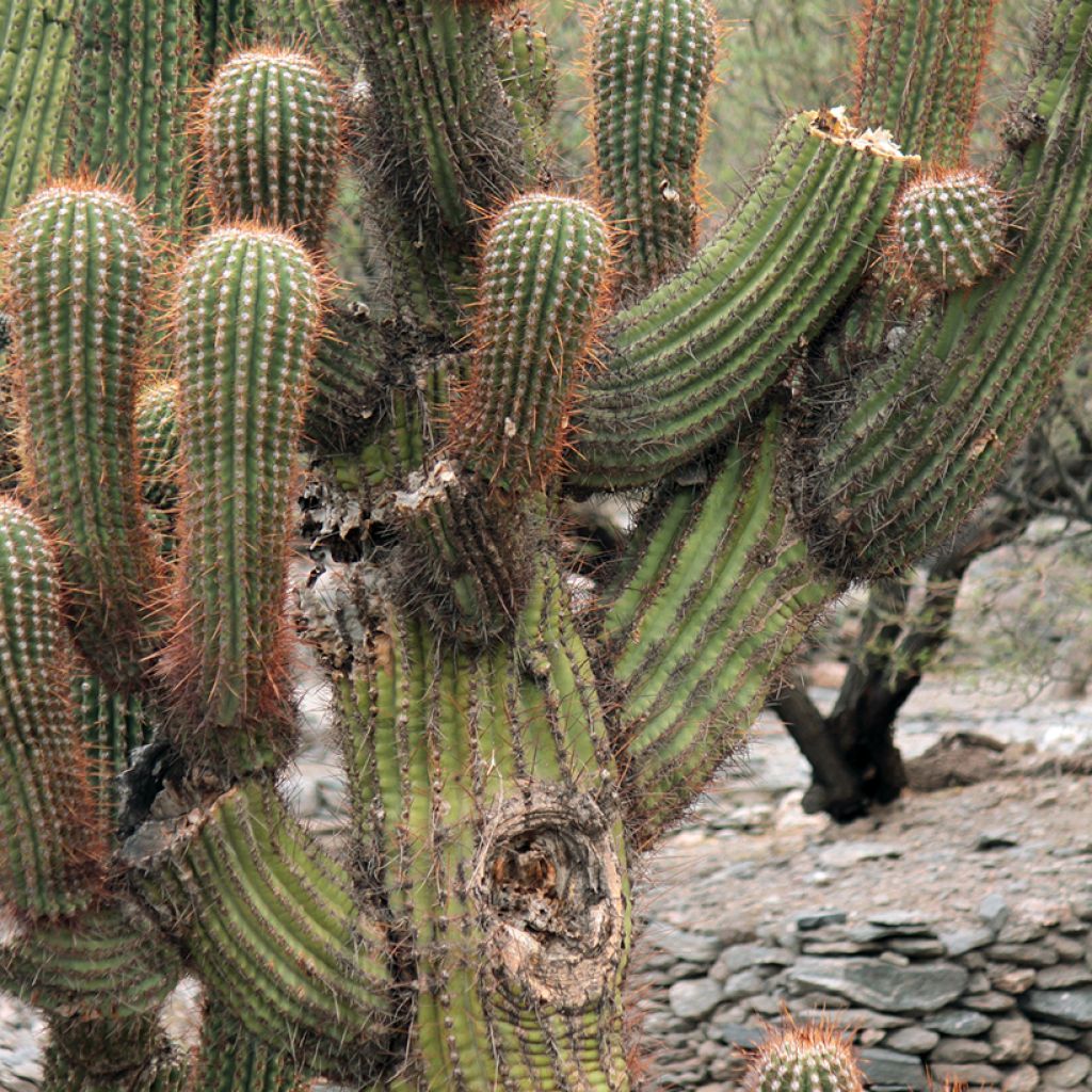 Echinopsis pasacana - Cactus