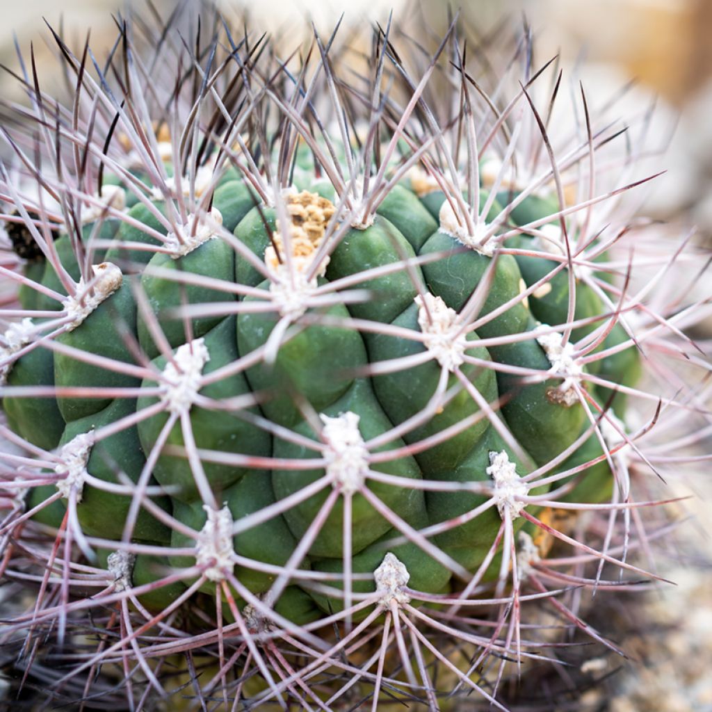Cactus - Gymnocalycium saglionis