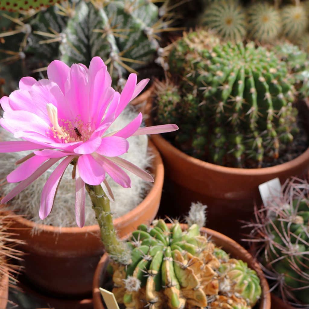 Cactus - Lobivia cardenasiana