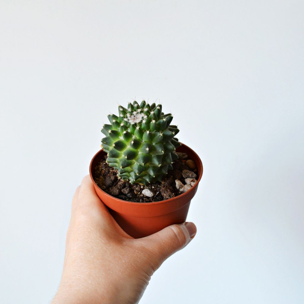 Cactus - Mammillaria Toluca