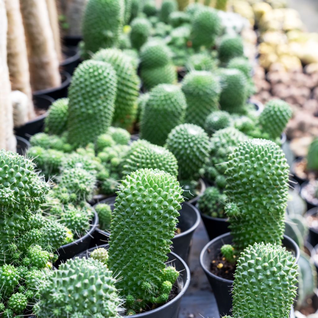 Cactus - Mammillaria Un Pico