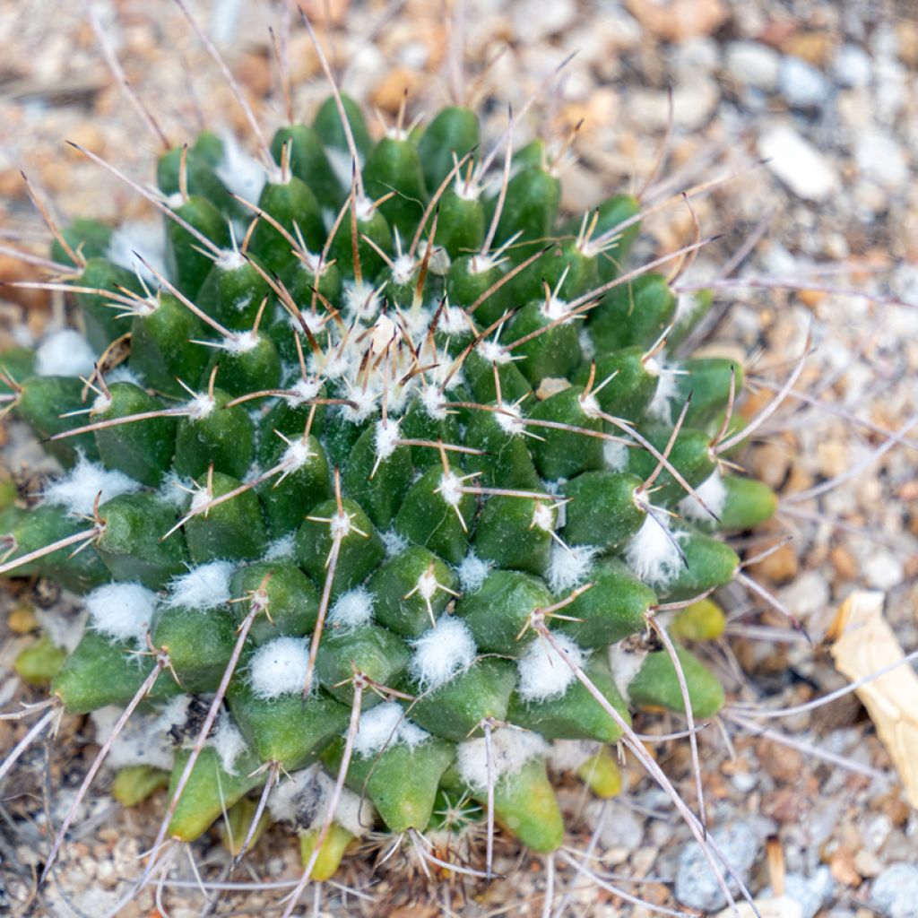 Cactus - Mammillaria compressa