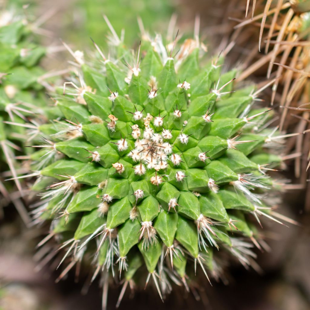 Cactus - Mammillaria compressa
