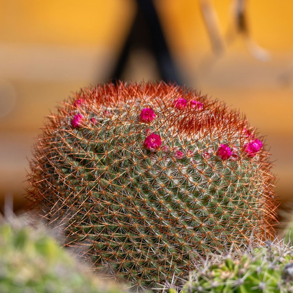 Cactus - Mammillaria ernestii var. rubrispina