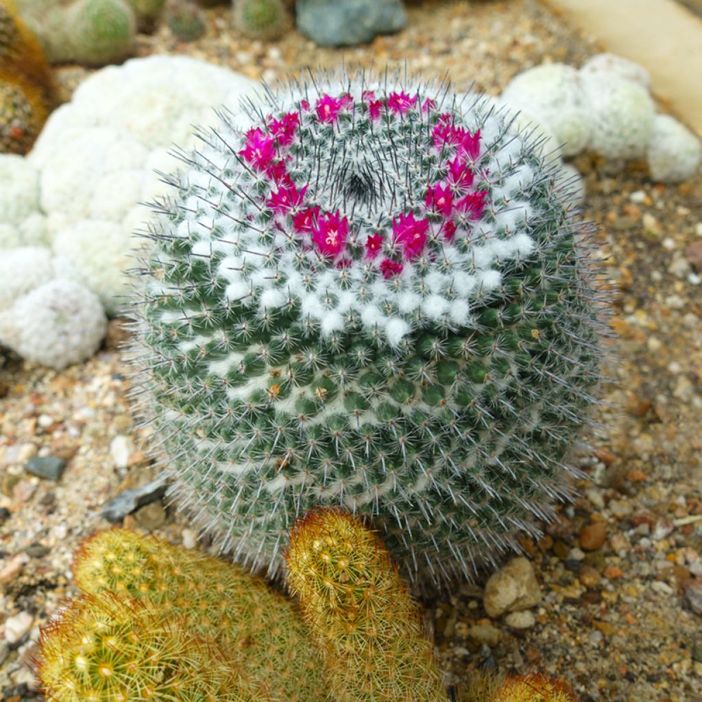 Cactus - Mammillaria hahniana