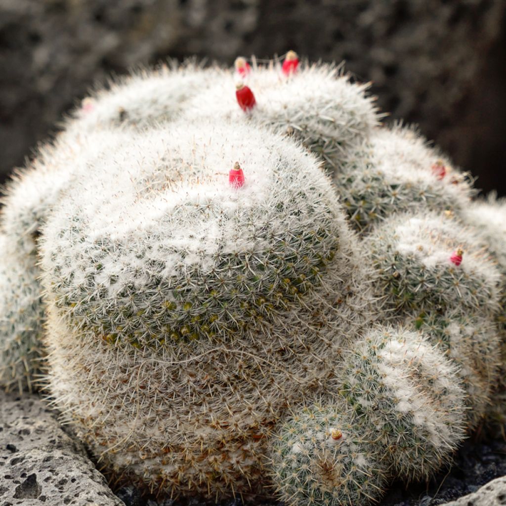 Cactus - Mammillaria hahniana