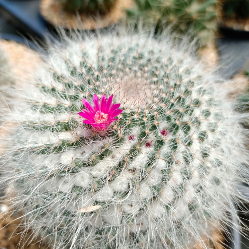 Cactus - Mammillaria hahniana