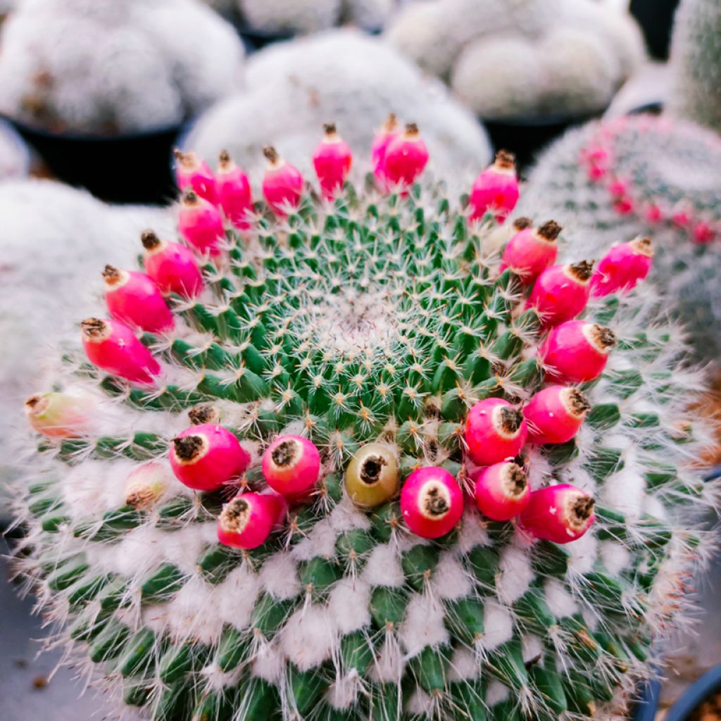 Cactus - Mammillaria hahniana